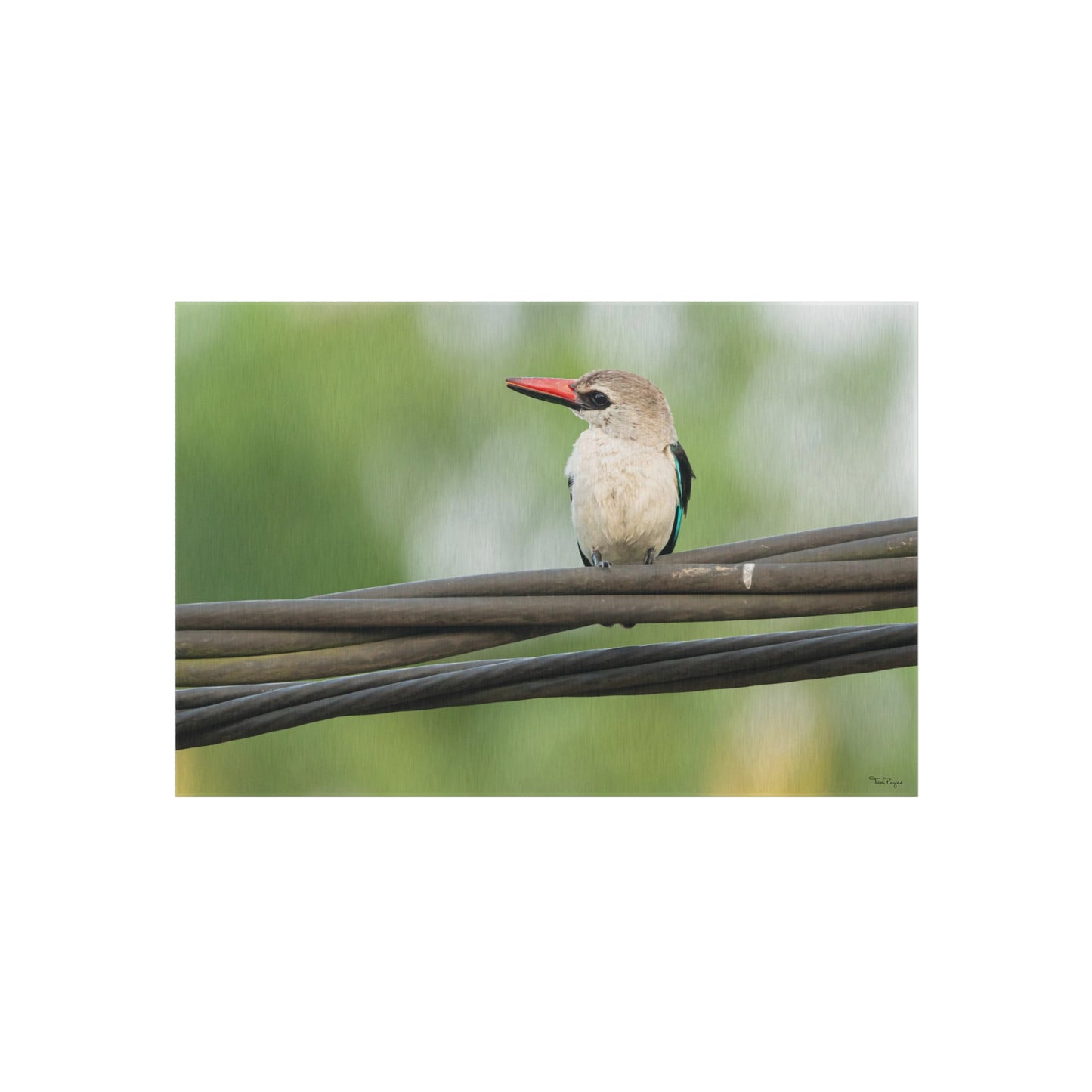 Nature and Wildlife Lover Kingfisher Outdoor Rug