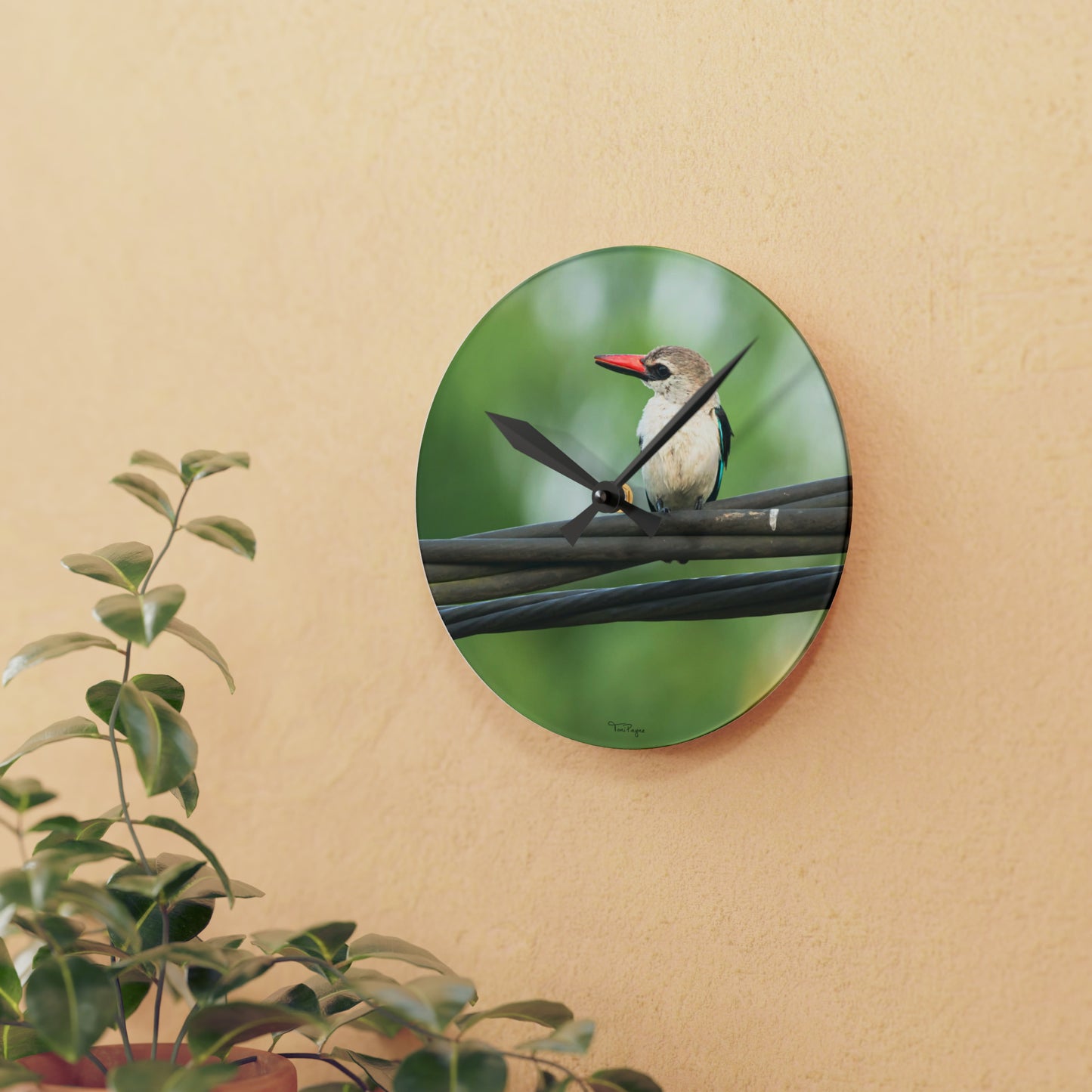 Nature and Wildlife Lover Kingfisher Acrylic Wall Clock