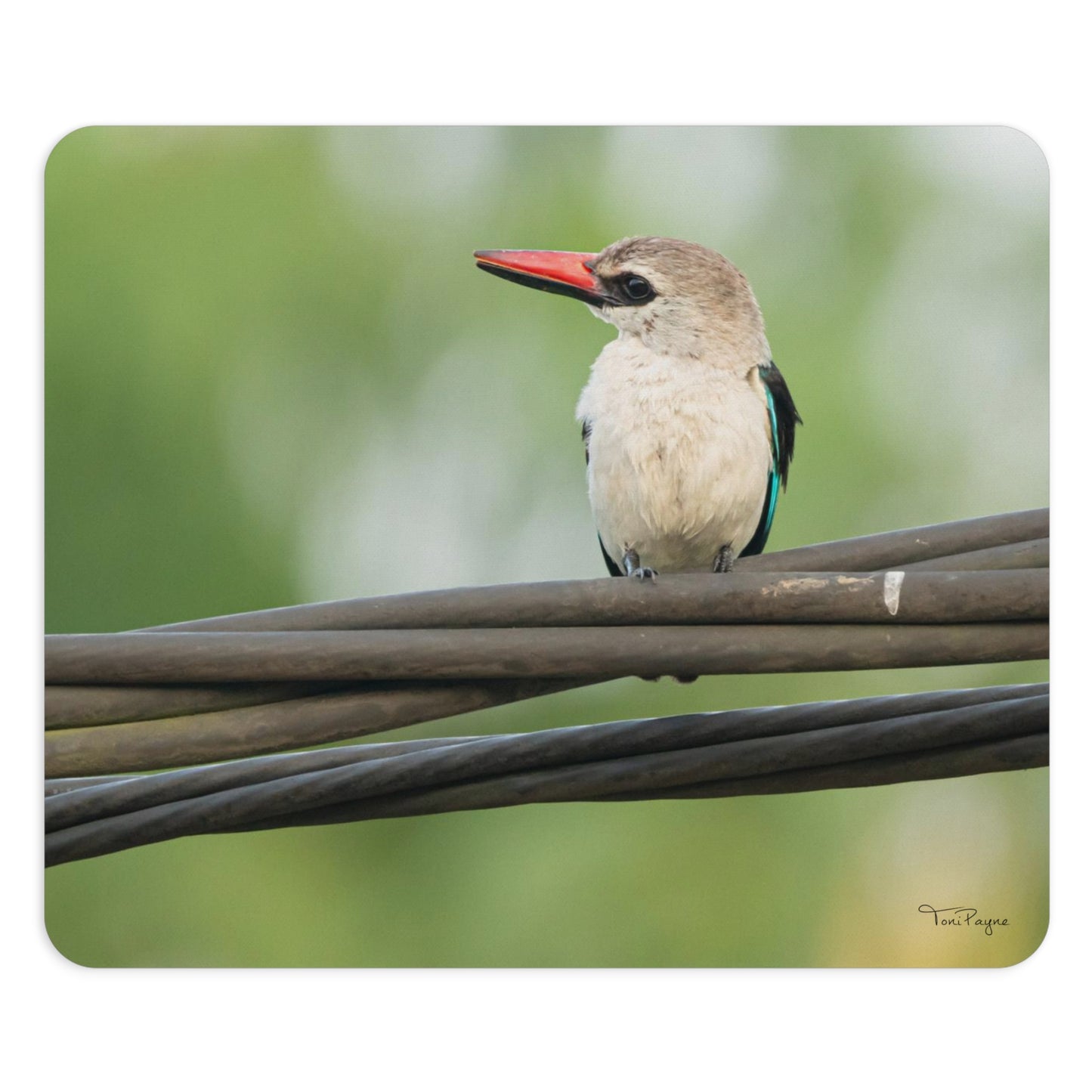 Nature Lover Kingfisher Round or Rectangle Mouse Pad