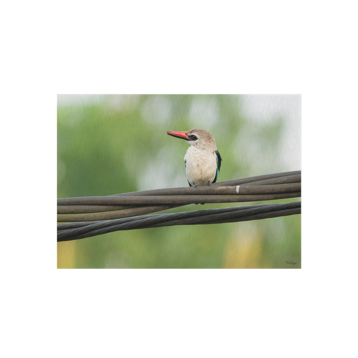 Nature and Wildlife Lover Kingfisher Outdoor Rug