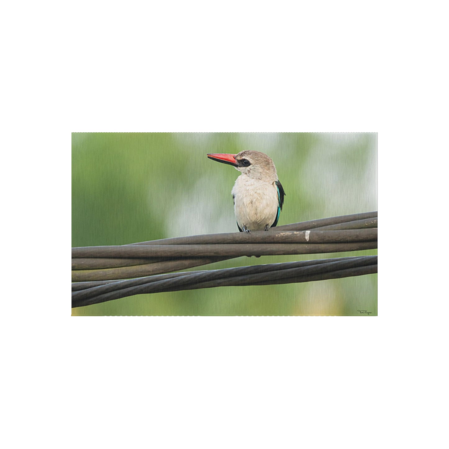 Nature and Wildlife Lover Kingfisher Outdoor Rug