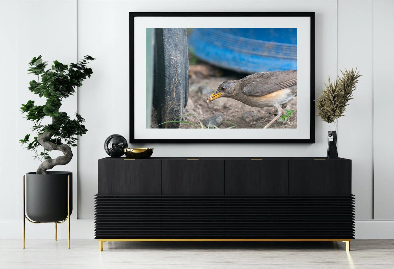 Bird Photography - African Thrush Nature and Wildlife Fine Art Photography Print - Interior Decor Wall Art