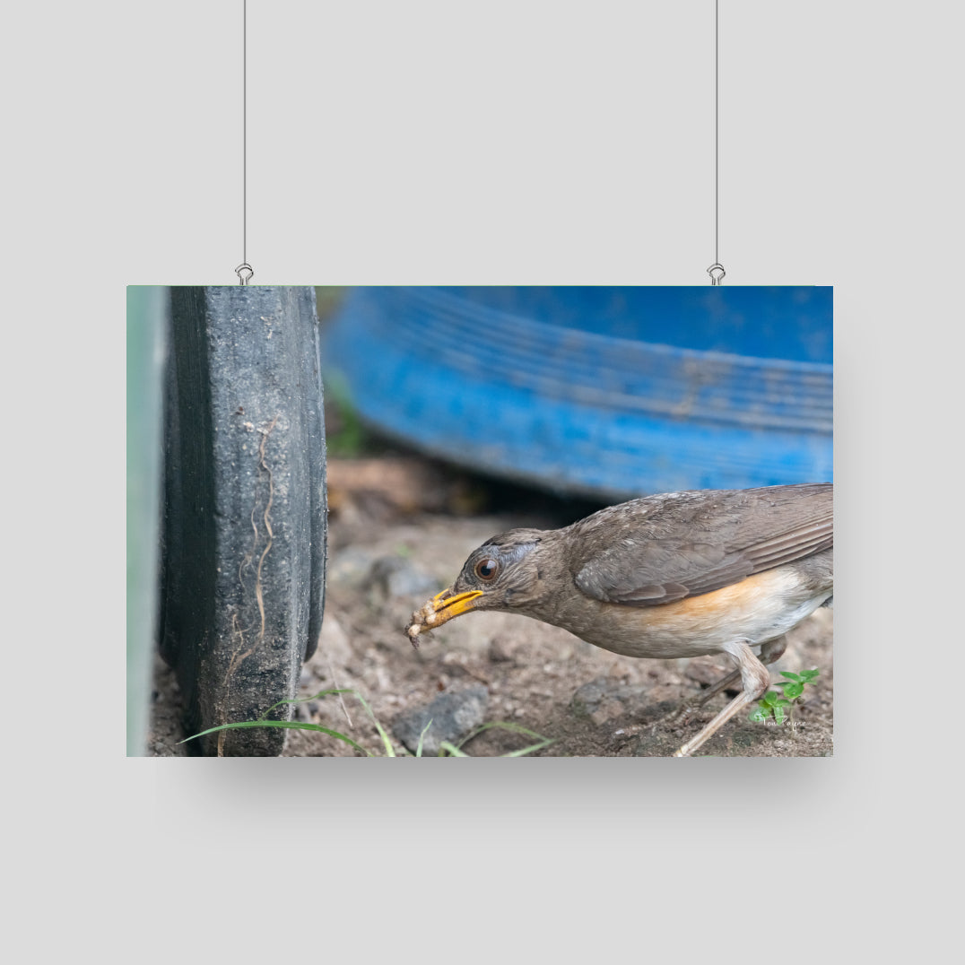 Bird Photography - African Thrush Nature and Wildlife Fine Art Photography Print - Interior Decor Wall Art
