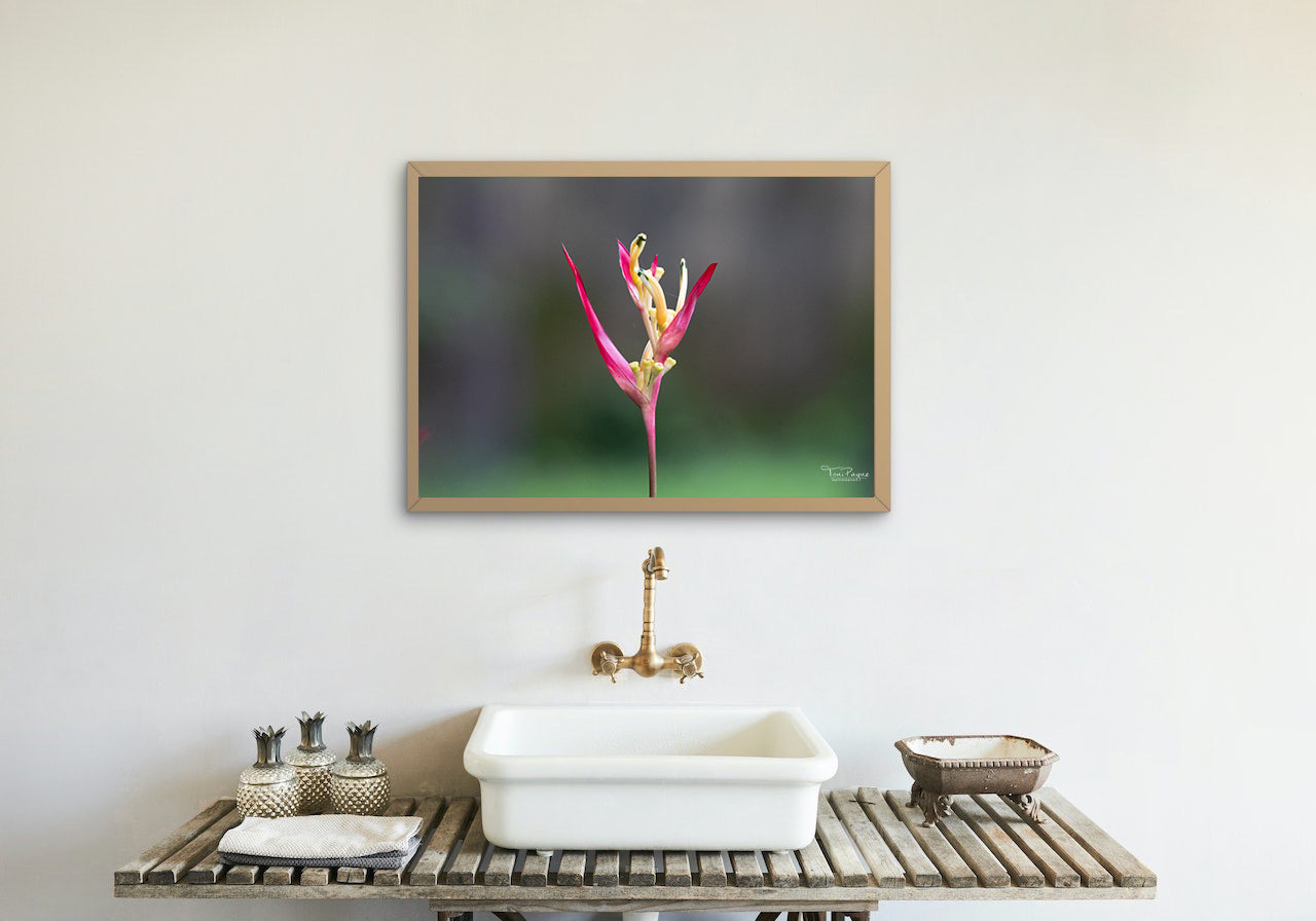 Nature Photography - Bird of Paradise - Fine Art Photography - Interior Decor Wall Art