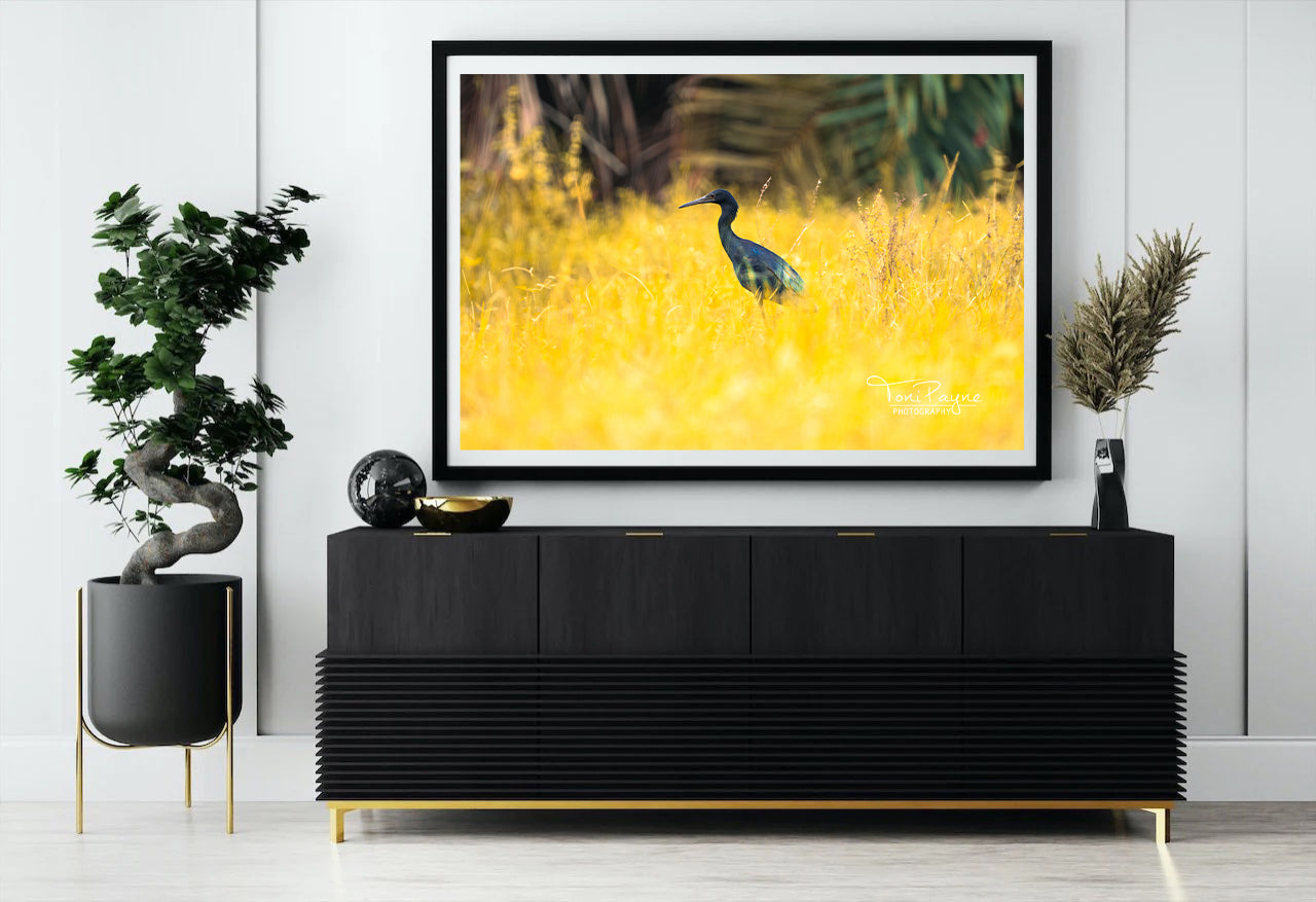 Bird Photography - Black Heron in Field - Nature and Wildlife Fine Art Photography - Interior Decor Wall Art