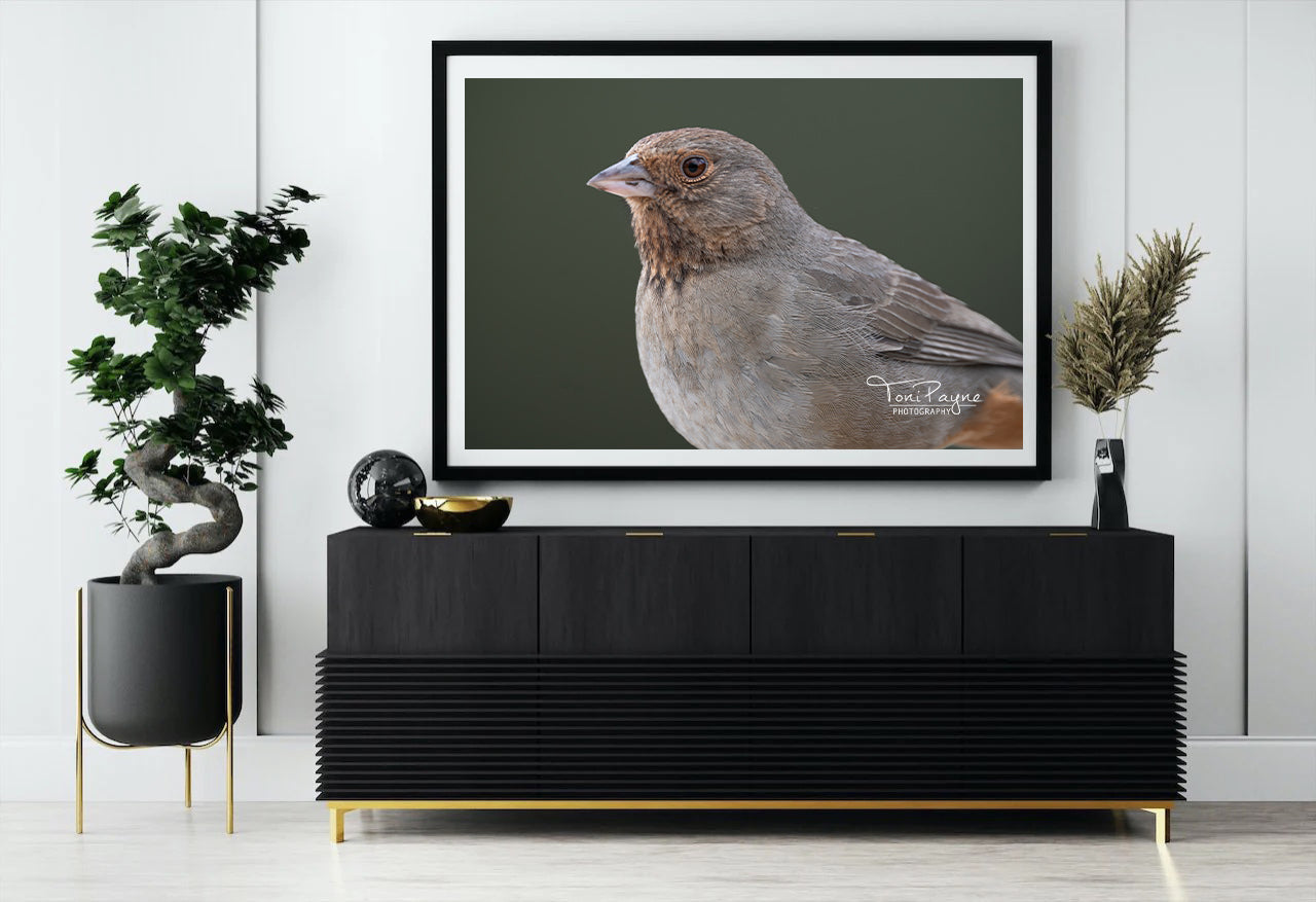 Bird Photography - California Towhee Portrait - Nature and Wildlife Fine Art Photography Print - Interior Decor Wall Art