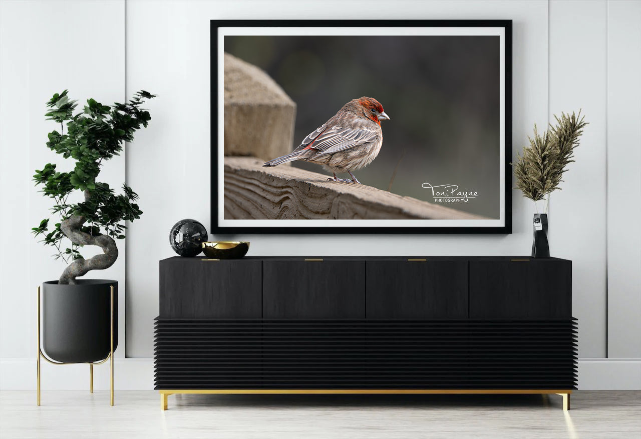 Bird Photography - House Finch on a Fence - Nature and Wildlife Fine Art Photography Print - Interior Decor Wall Art