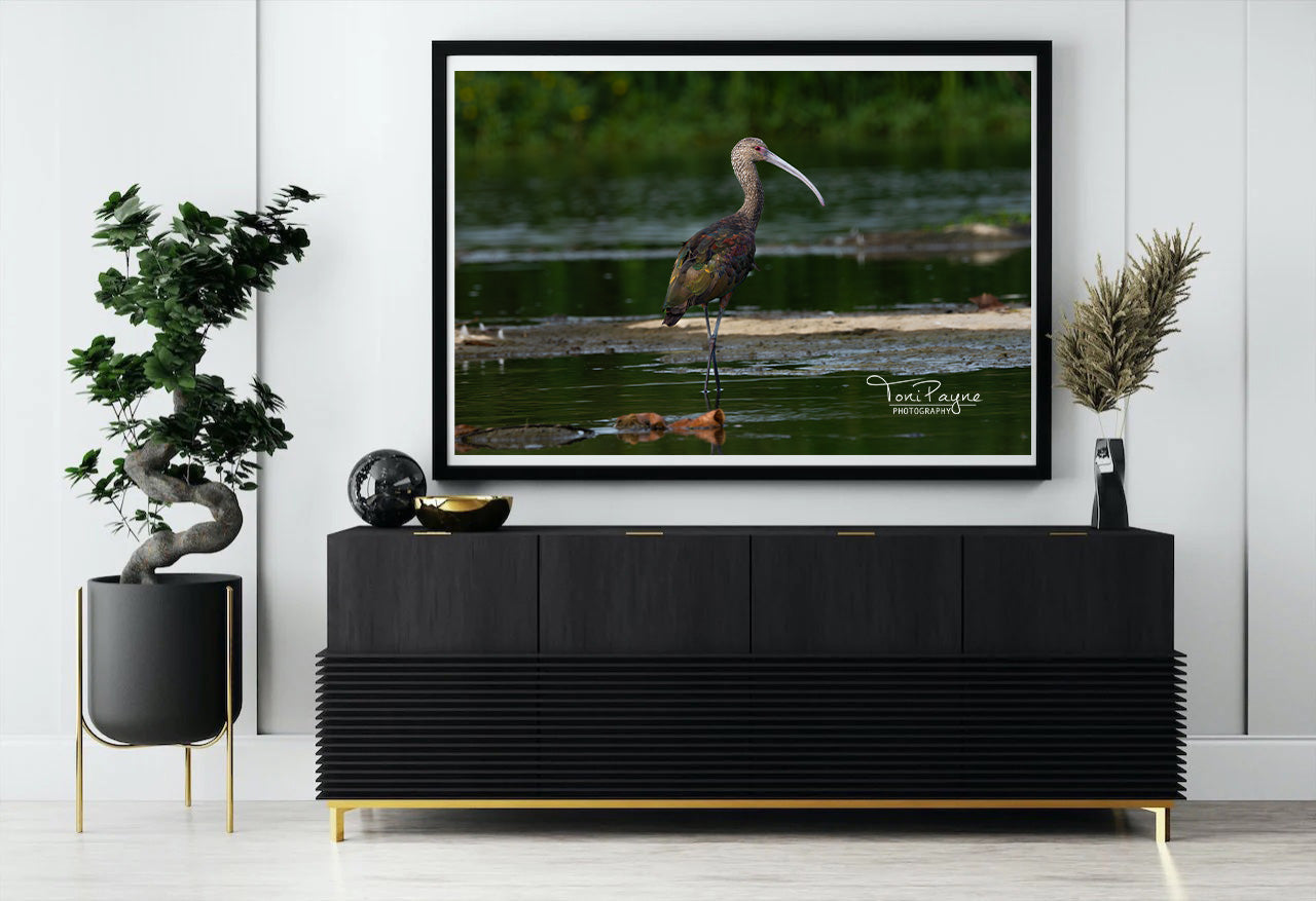White-Faced Ibis Bird Photography Art Print - Nature and Wildlife Fine Art - Interior Decor Wall Art