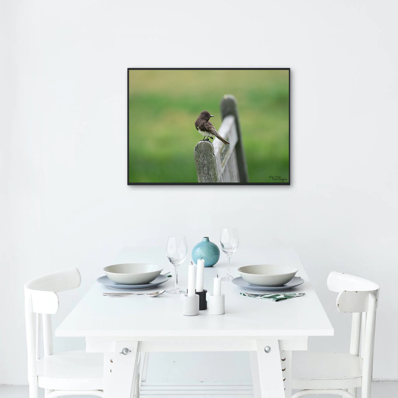 Bird Photography - Black Phoebe Nature and Wildlife Fine Art Photography Print - Interior Decor Wall Art