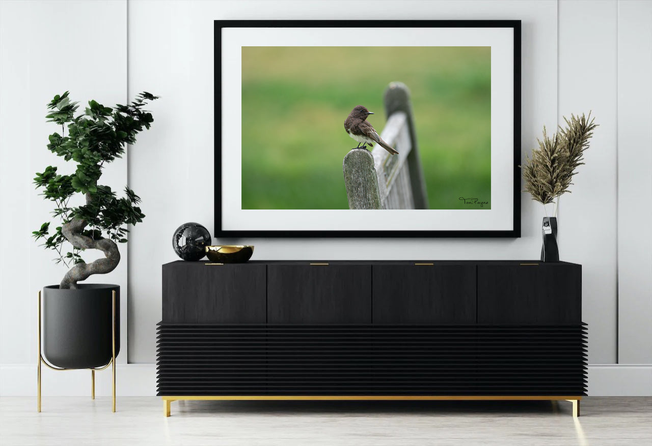 Bird Photography - Black Phoebe Nature and Wildlife Fine Art Photography Print - Interior Decor Wall Art