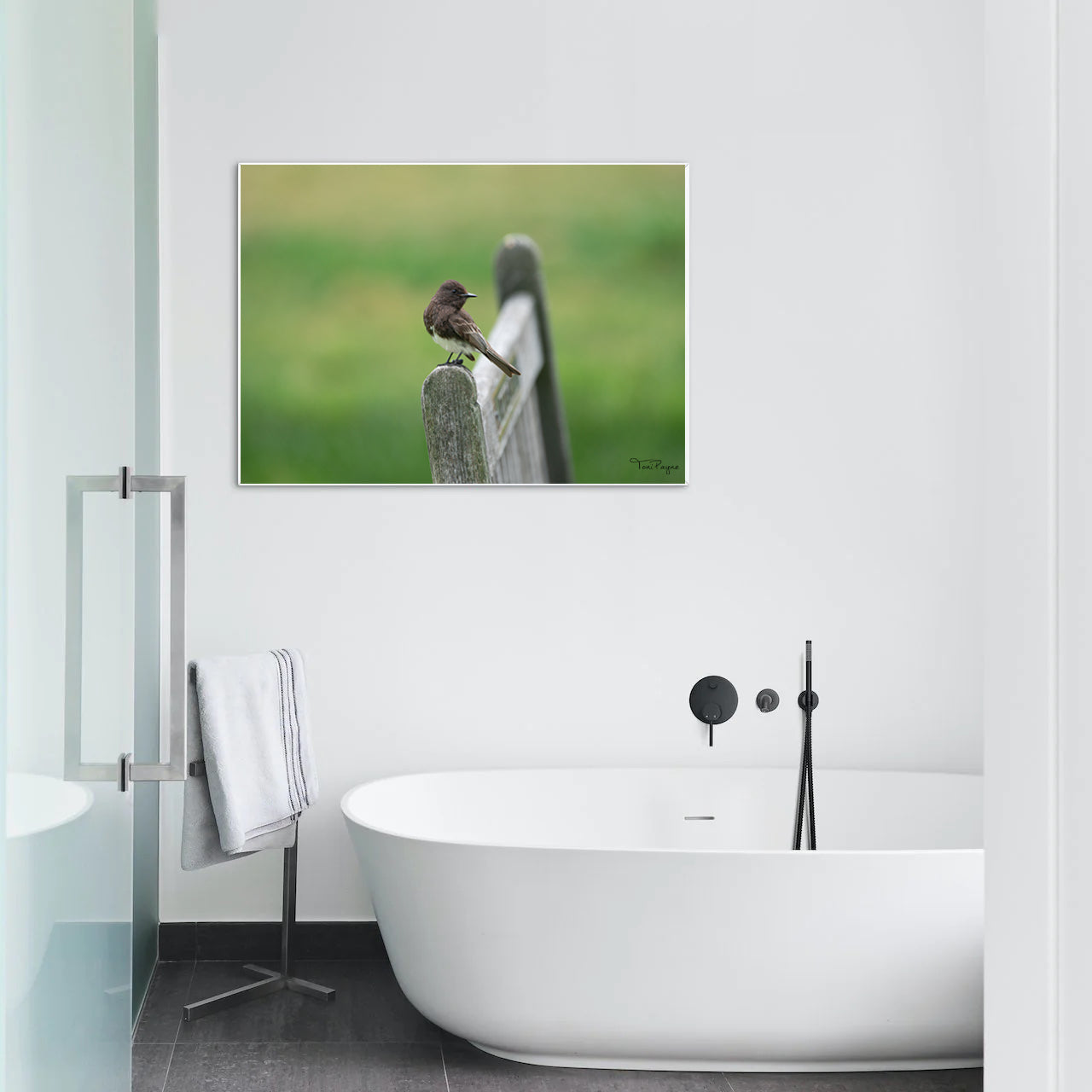 Bird Photography - Black Phoebe Nature and Wildlife Fine Art Photography Print - Interior Decor Wall Art