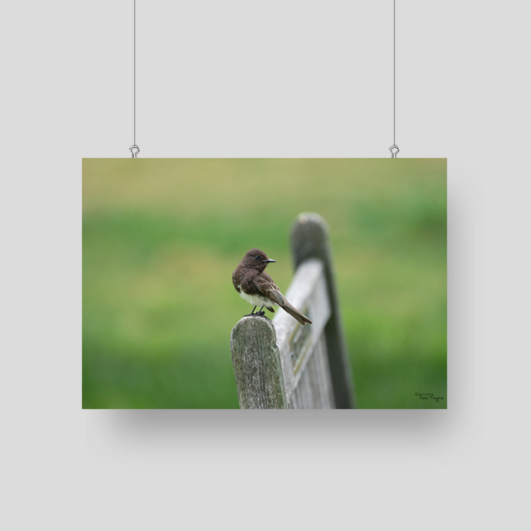 Bird Photography - Black Phoebe Nature and Wildlife Fine Art Photography Print - Interior Decor Wall Art