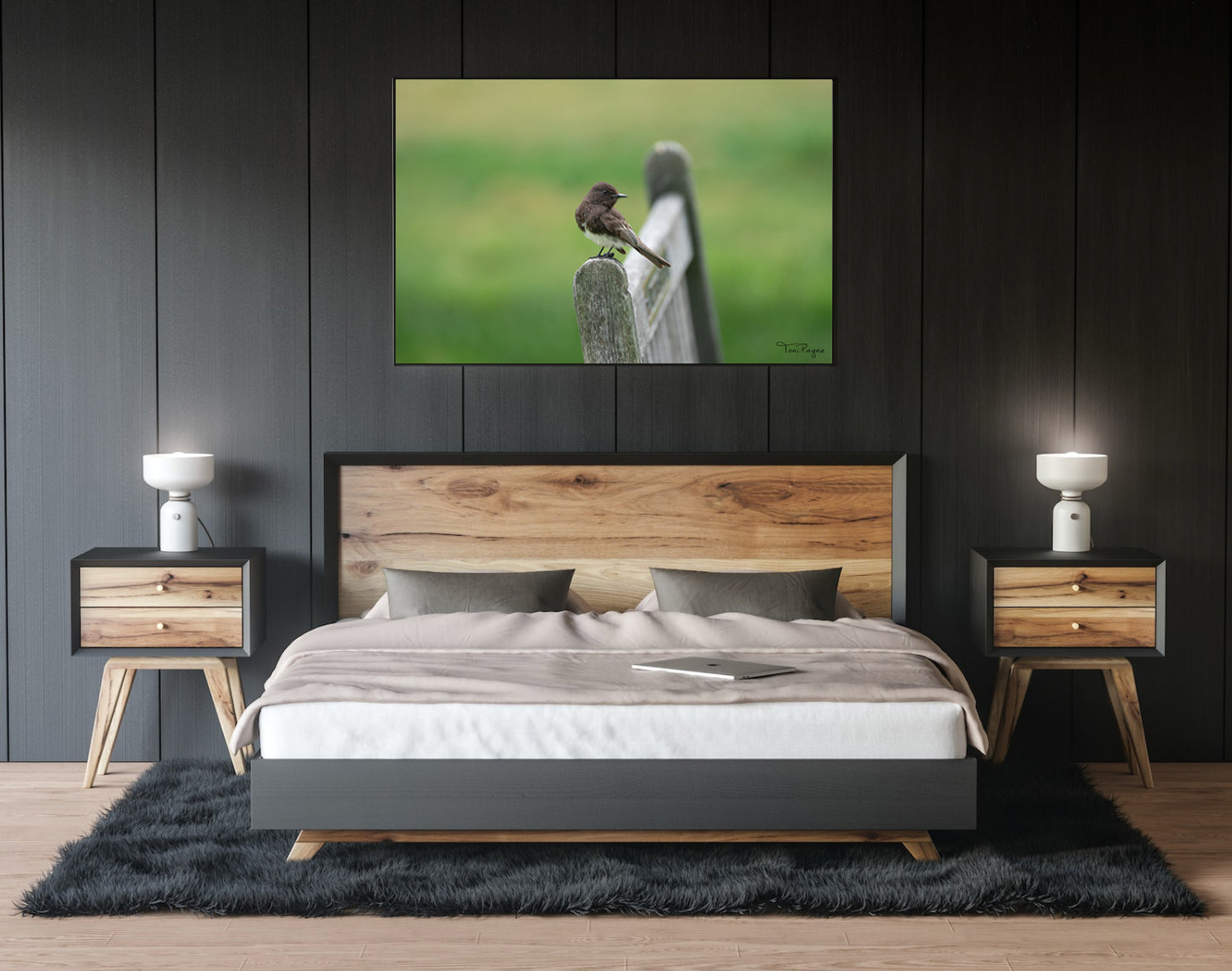 Bird Photography - Black Phoebe Nature and Wildlife Fine Art Photography Print - Interior Decor Wall Art