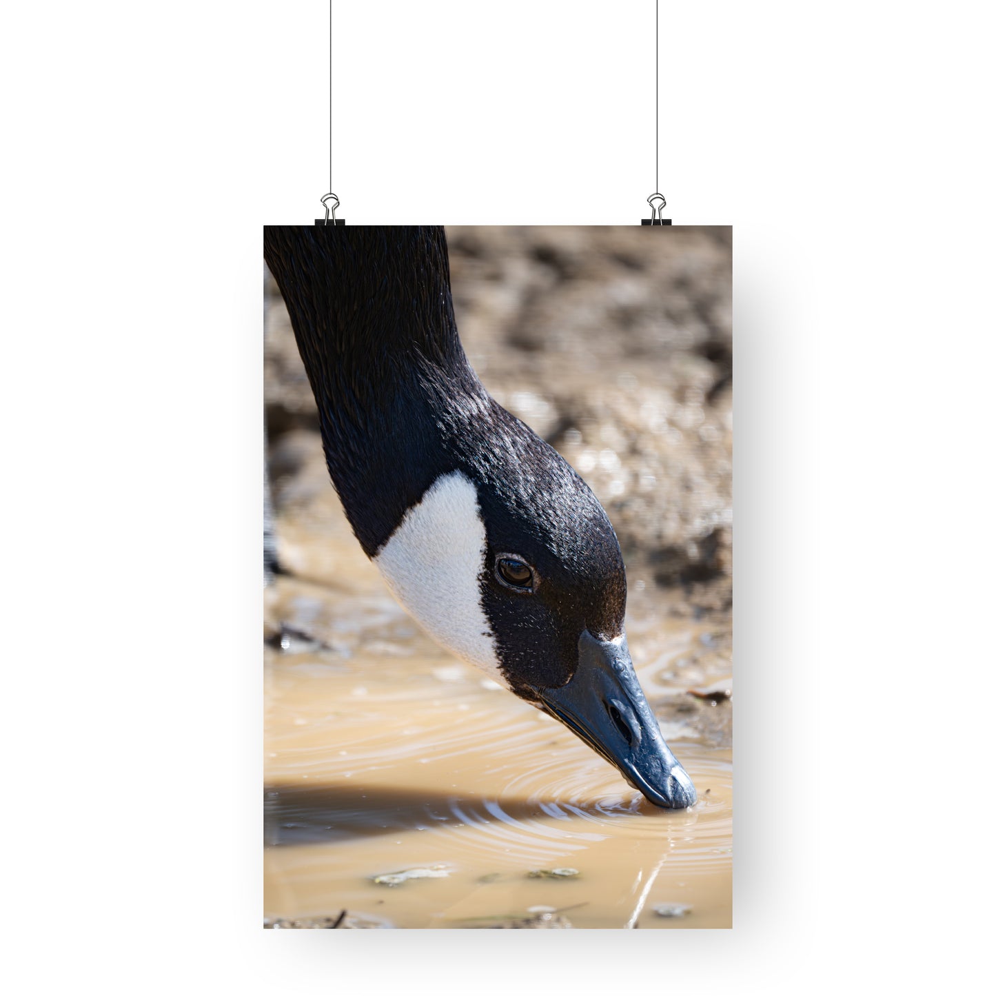 Canada Goose Drinking - Bird Photography Prints - Nature and Wildlife Fine Art Print - Interior Decor Wall Art Photography