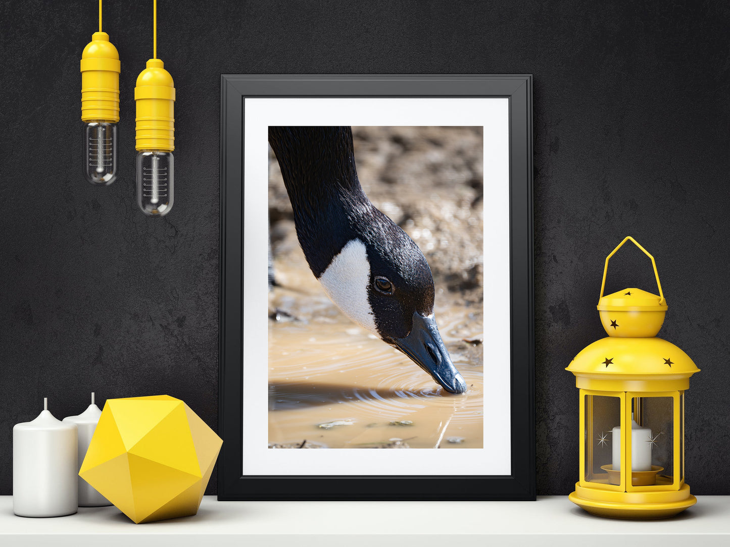 Canada Goose Drinking - Bird Photography Prints - Nature and Wildlife Fine Art Print - Interior Decor Wall Art Photography