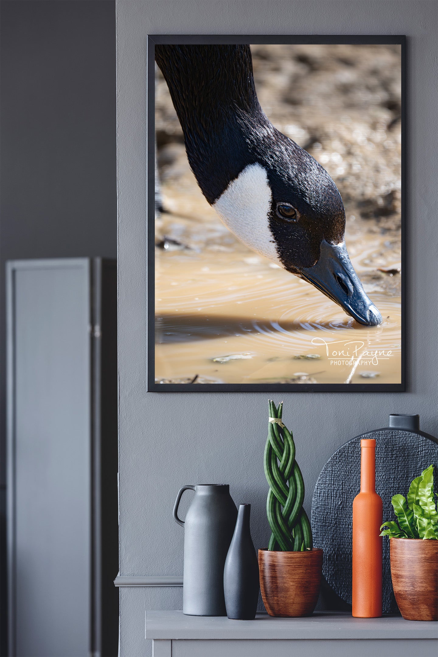 Canada Goose Drinking - Bird Photography Prints - Nature and Wildlife Fine Art Print - Interior Decor Wall Art Photography
