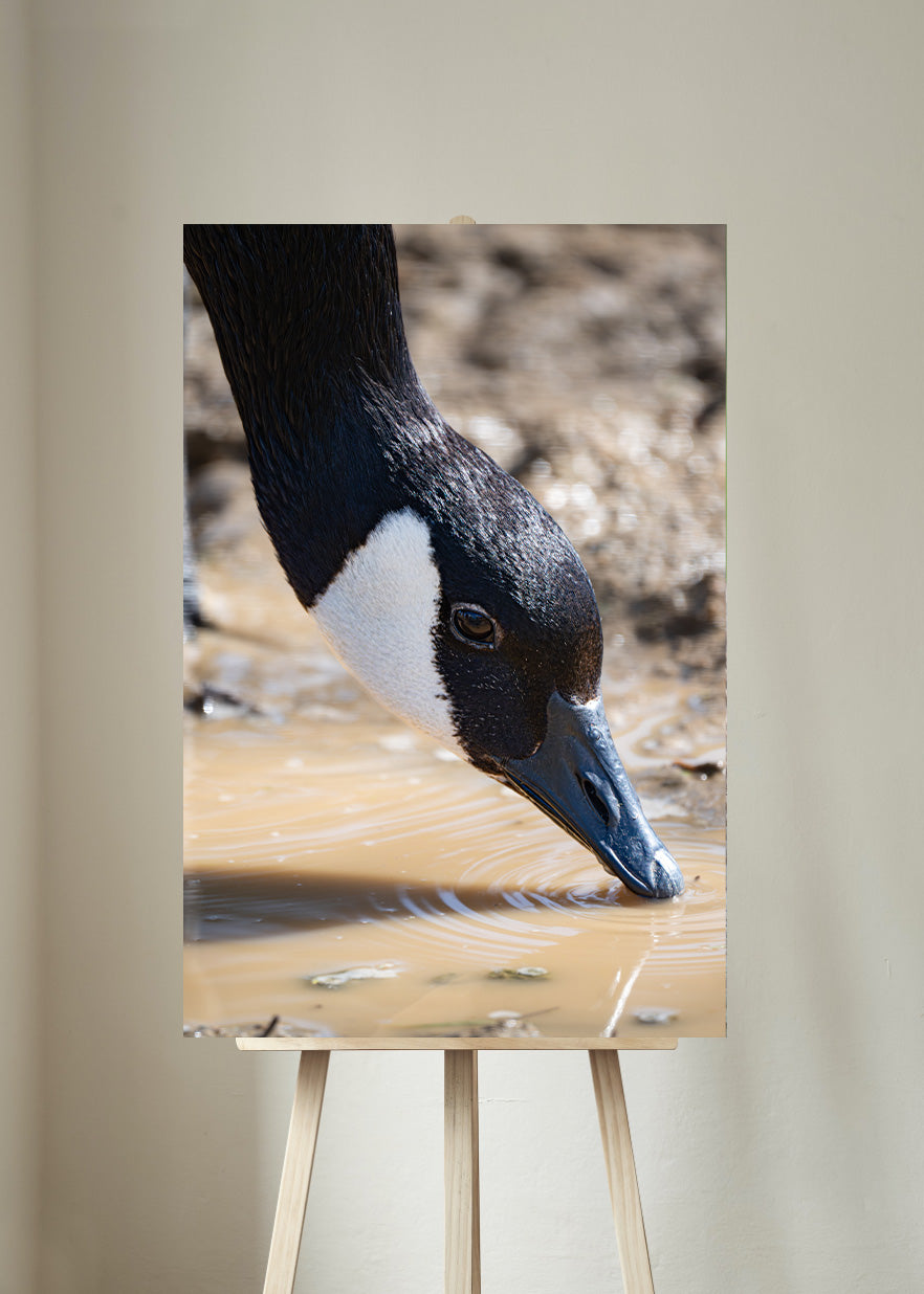 Canada Goose Drinking - Bird Photography Prints - Nature and Wildlife Fine Art Print - Interior Decor Wall Art Photography