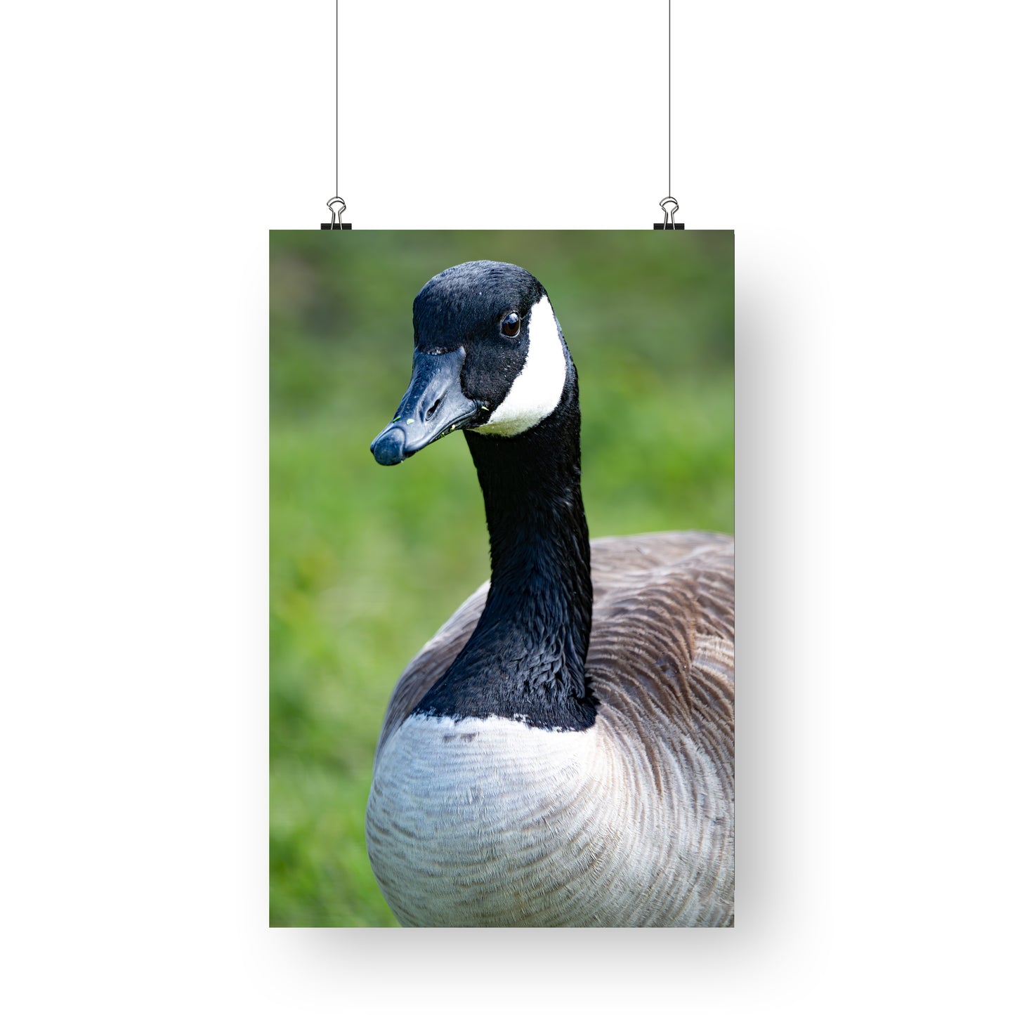 Canada Goose Portrait - Bird Photography Prints - Nature and Wildlife Fine Art Print - Interior Decor Wall Art Photography