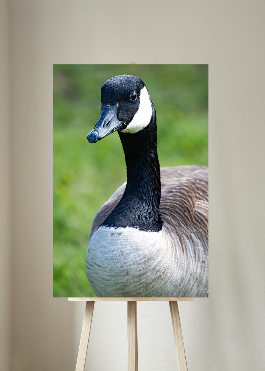 Canada Goose Portrait - Bird Photography Prints - Nature and Wildlife Fine Art Print - Interior Decor Wall Art Photography