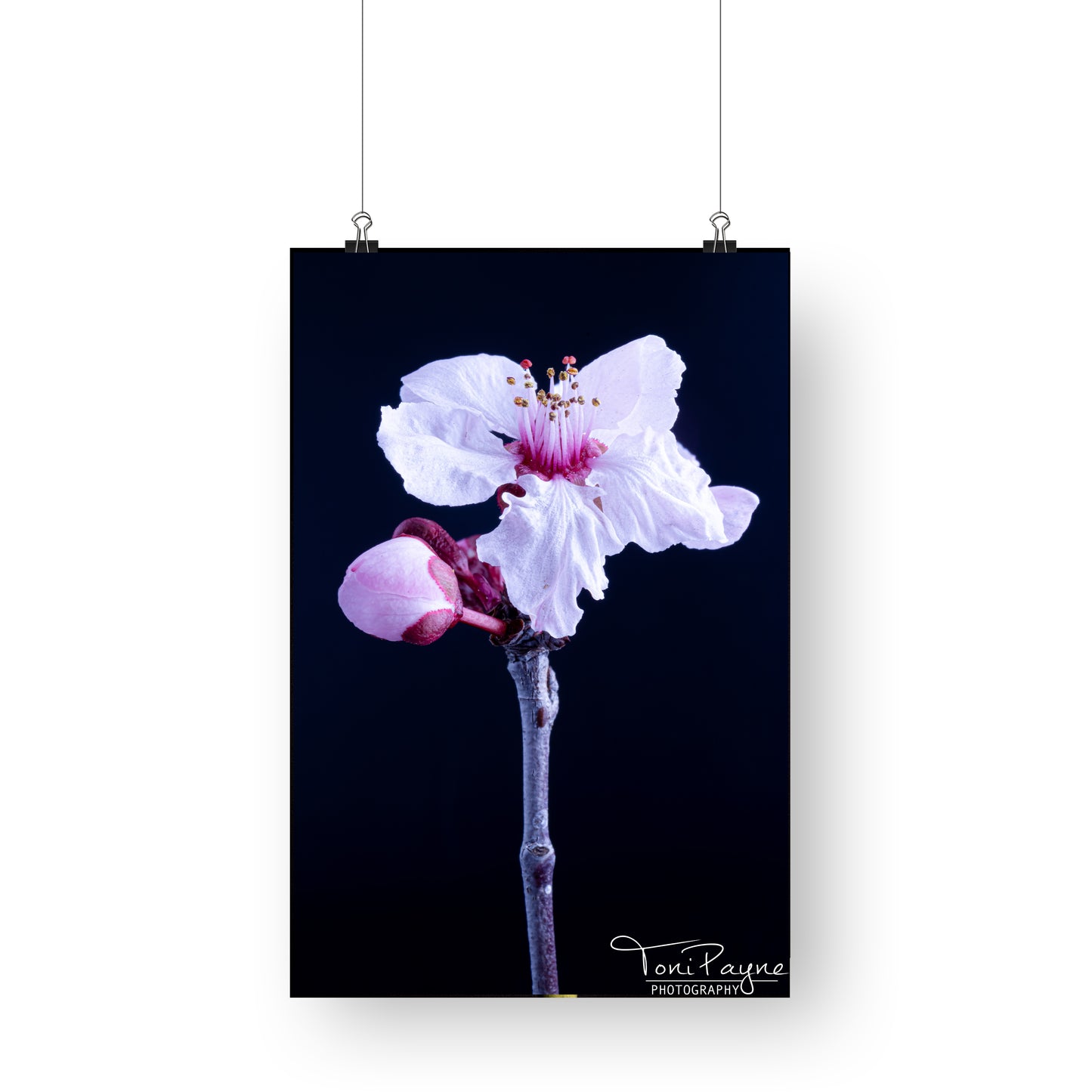Nature Photography - Cherry Plum I Flower - Fine Art Print - Wall Art - Photo, Fine Art, Metal, Canvas, Print, Interior Decor