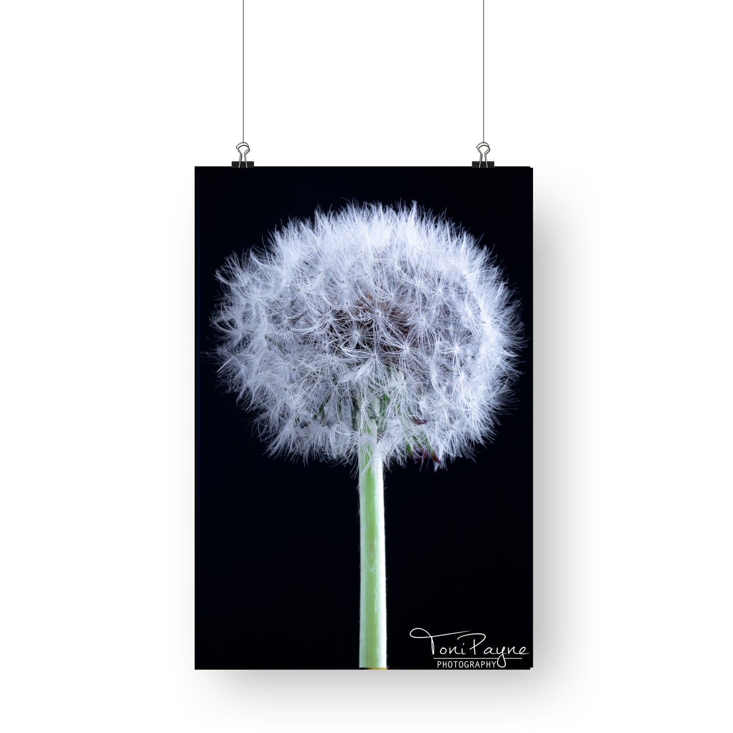Nature Photography - Dandelion Flower - Fine Art Print - Wall Art - Photo, Fine Art, Metal, Canvas, Print, Interior Decor