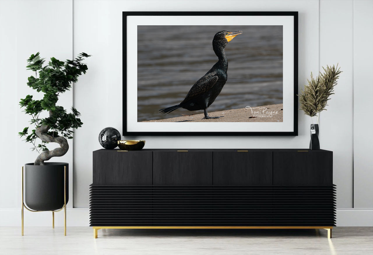 Bird Photography - Crested Cormorant - Nature and Wildlife Fine Art Photography - Interior Decor Wall Art