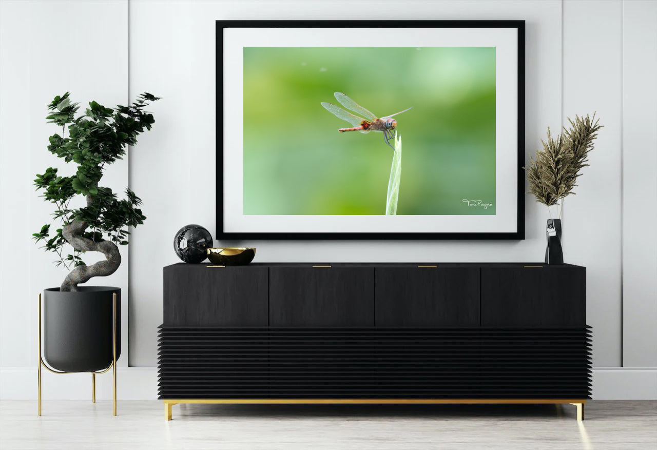 Nature Photography - Dragonfly Sings Nature and Wildlife Fine Art Photography Print Wall Art - Canvas, Photo, Fine Art Print - Interior Decor