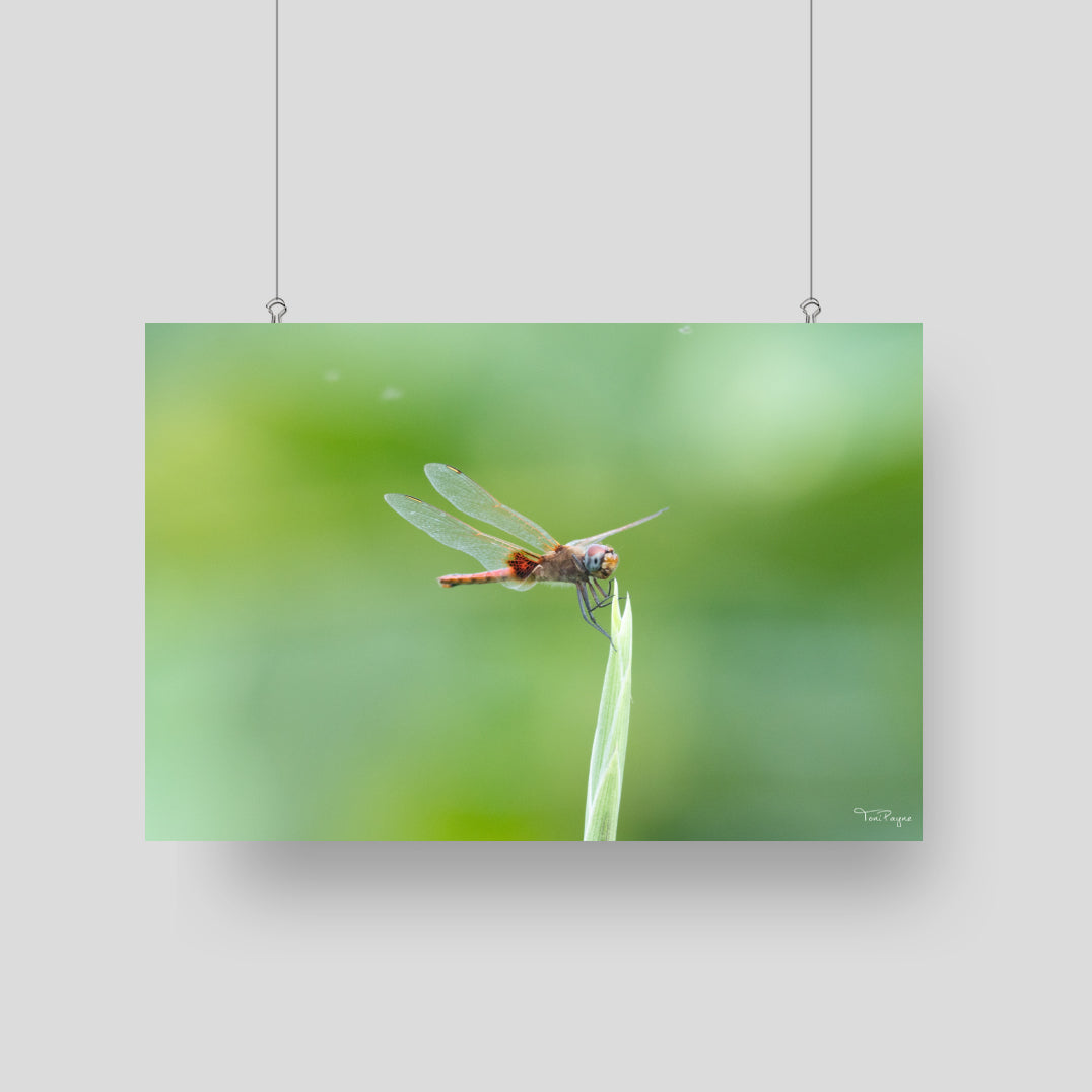 Nature Photography - Dragonfly Sings Nature and Wildlife Fine Art Photography Print Wall Art - Canvas, Photo, Fine Art Print - Interior Decor