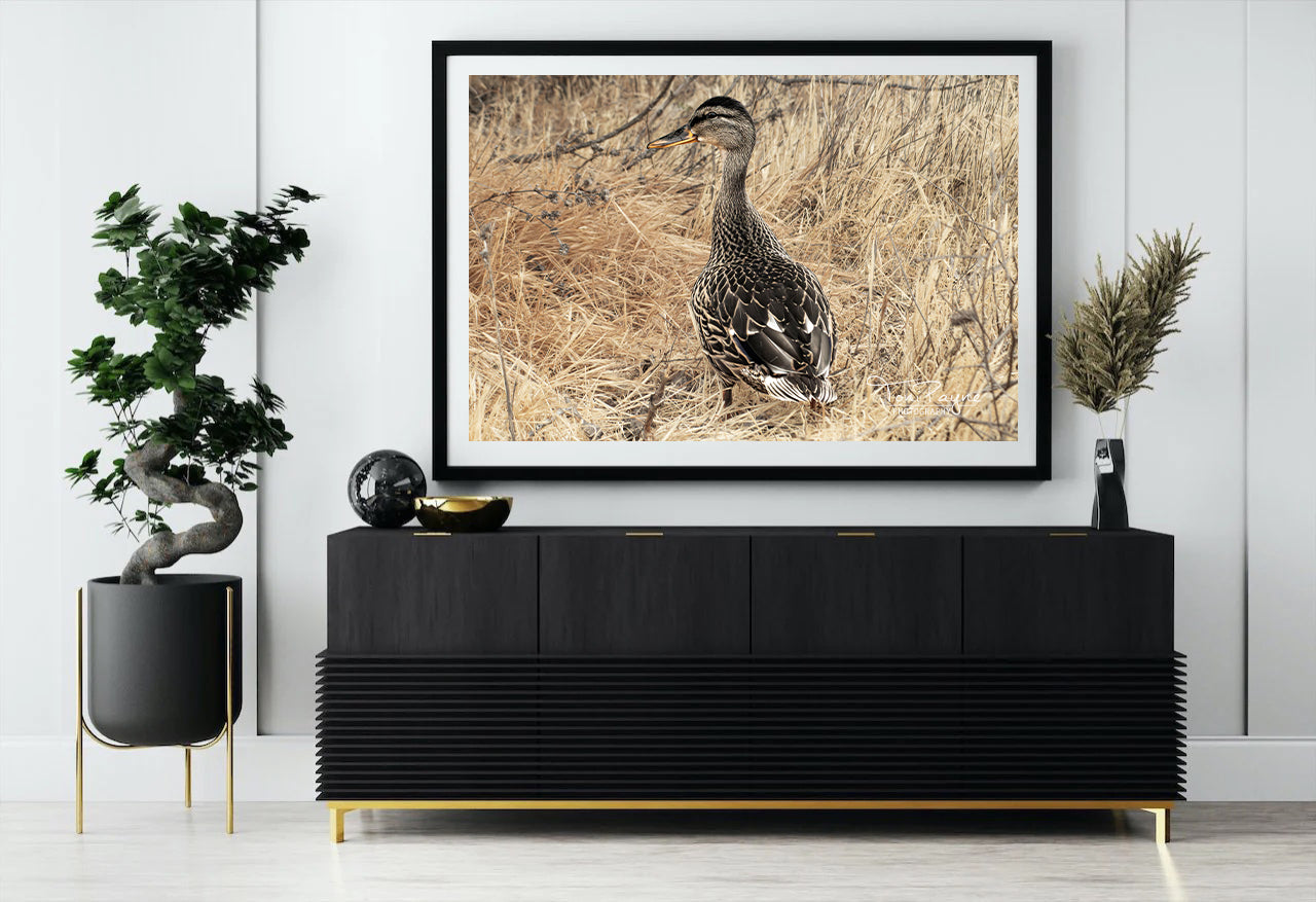 Bird Photography - Female Mallard Duck - Nature and Wildlife Fine Art Photography - Interior Decor Wall Art
