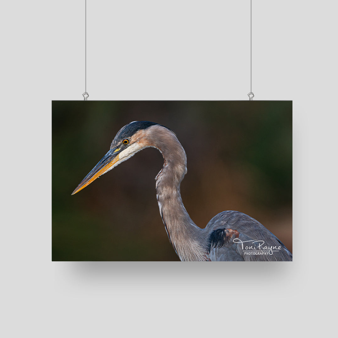 Great Blue Heron II - Bird Photography - Nature and Wildlife Fine Art Photography Print - Interior Decor Wall Art