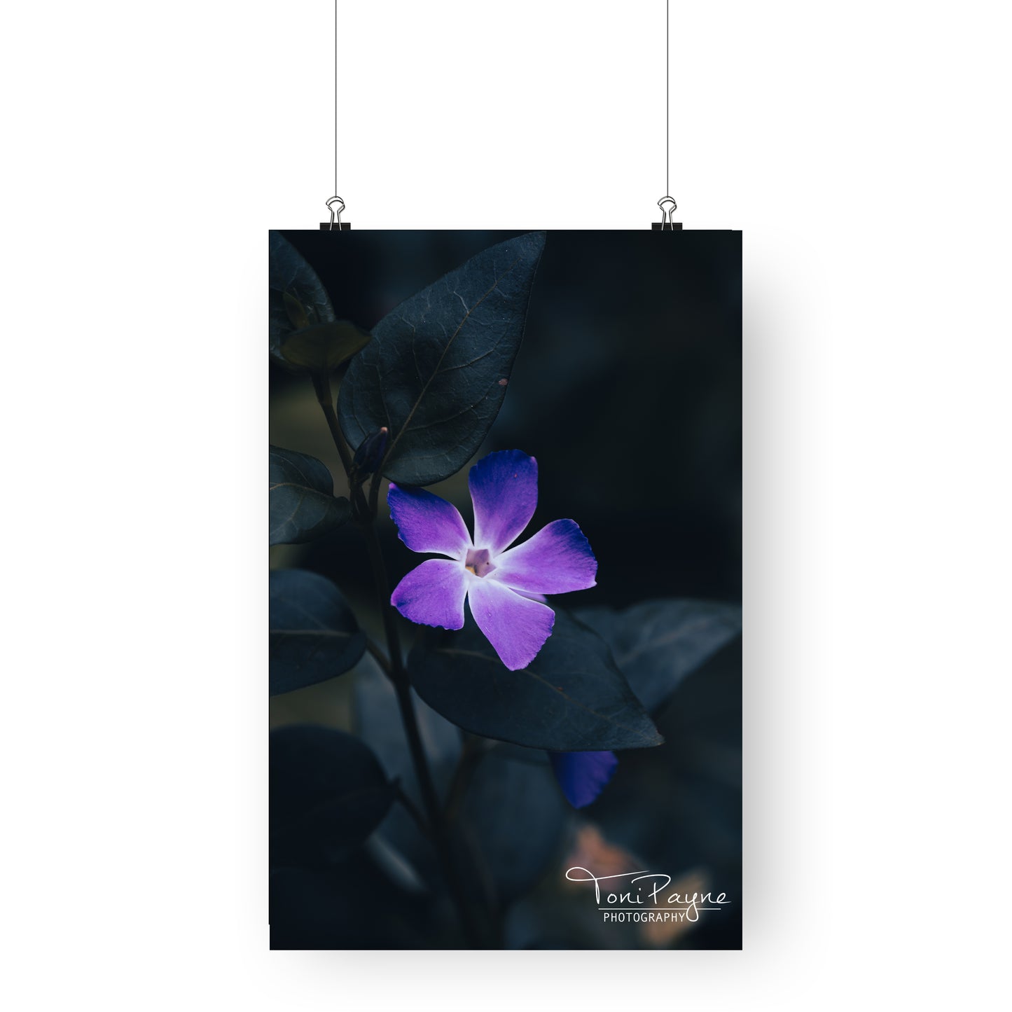Nature Photography - Greater Periwinkle Flower - Fine Art Print - Wall Art - Photo, Fine Art, Metal, Canvas, Print, Interior Decor