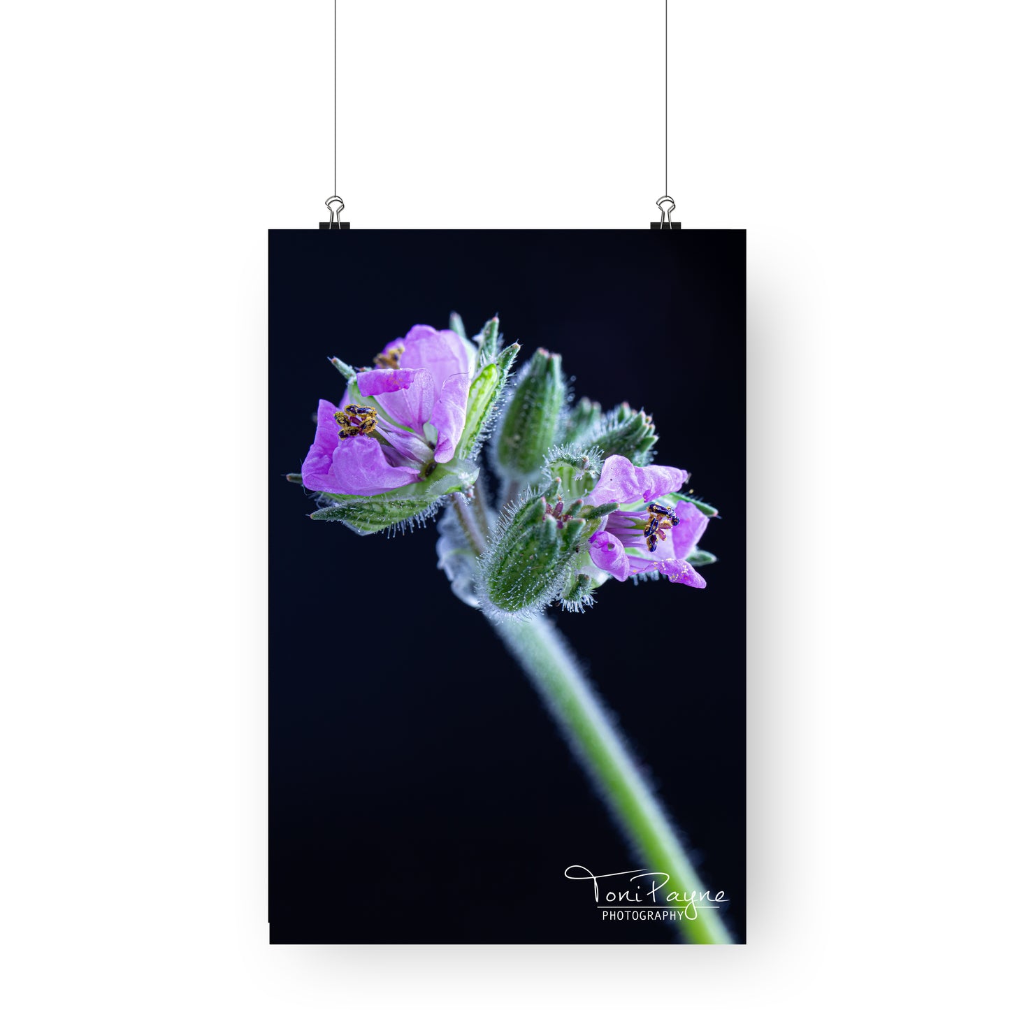 Nature Photography - Musky Storks Bill Flower I - Fine Art Print - Wall Art - Photo, Fine Art, Metal, Canvas, Print, Interior Decor