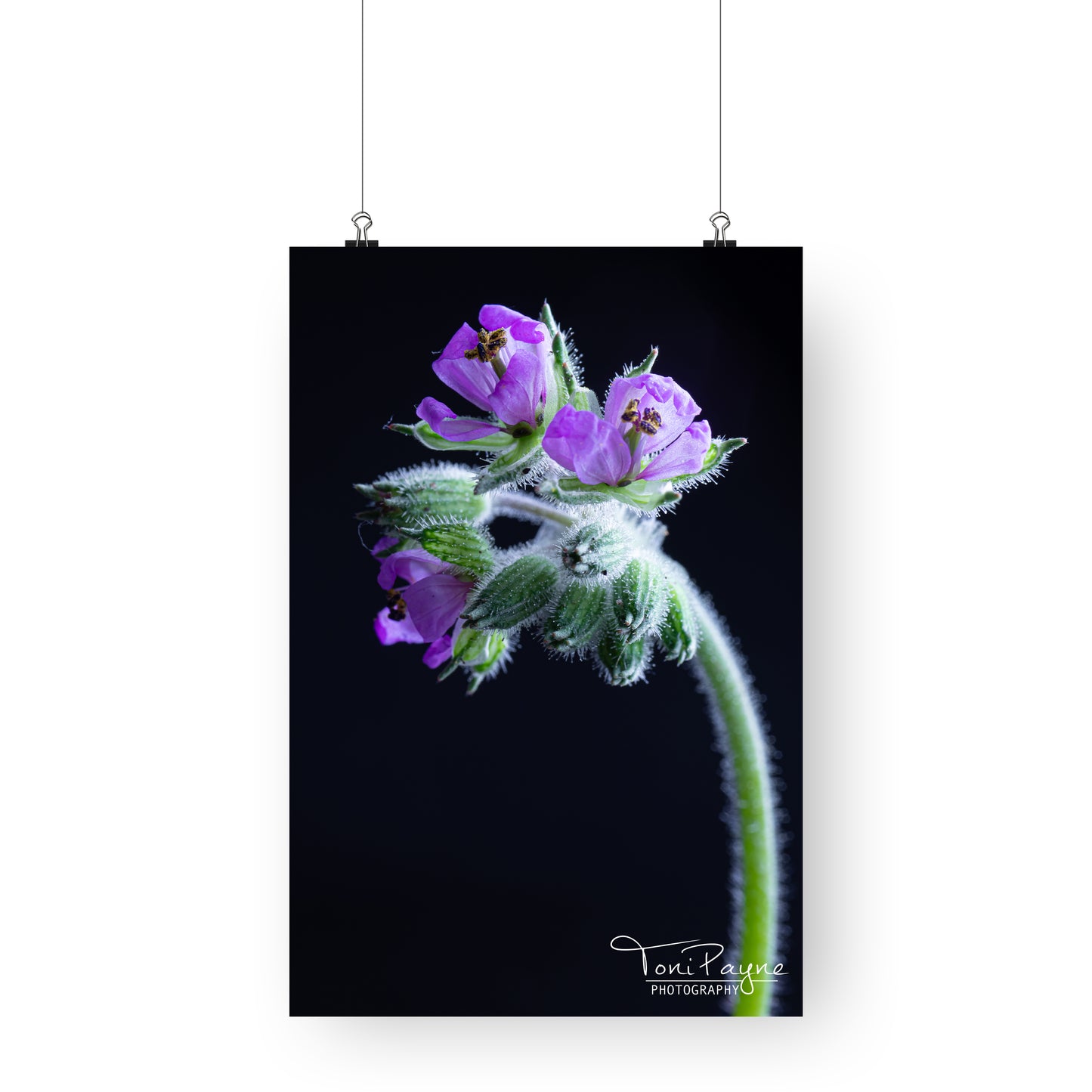 Nature Photography - Musky Storks Bill Flower II - Fine Art Print - Wall Art - Photo, Fine Art, Metal, Canvas, Print, Interior Decor