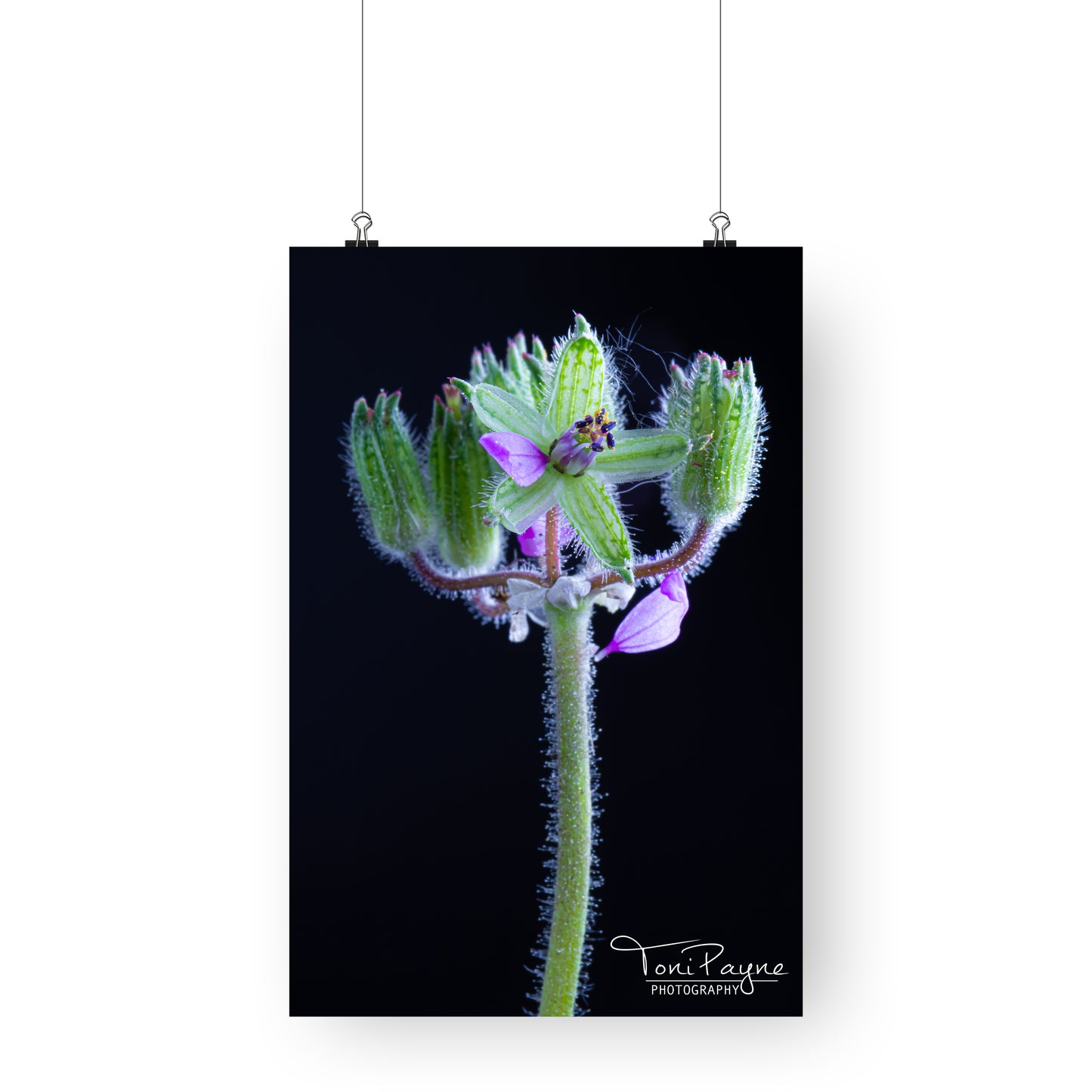 Nature Photography - Musky Storks Bill Flower III - Fine Art Print - Wall Art - Photo, Fine Art, Metal, Canvas, Print, Interior Decor