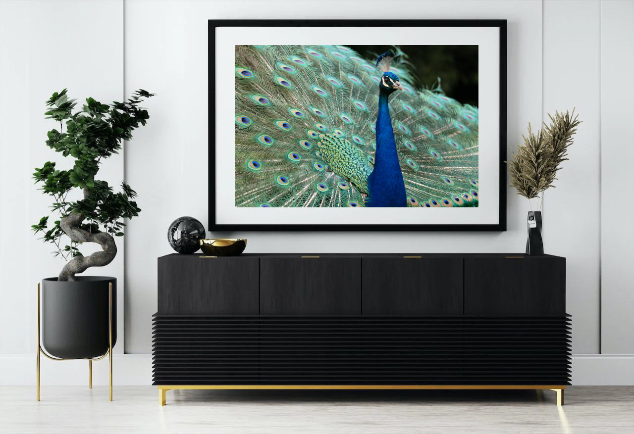 Bird Photography | Peacock Nature and Wildlife Fine Art Photography Print Wall Art - Canvas, Photo, Fine Art Print - Interior Decor