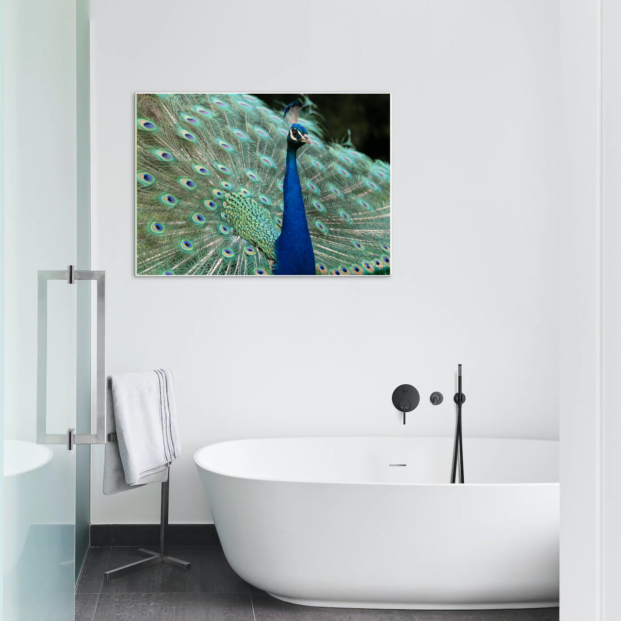 Bird Photography | Peacock Nature and Wildlife Fine Art Photography Print Wall Art - Canvas, Photo, Fine Art Print - Interior Decor