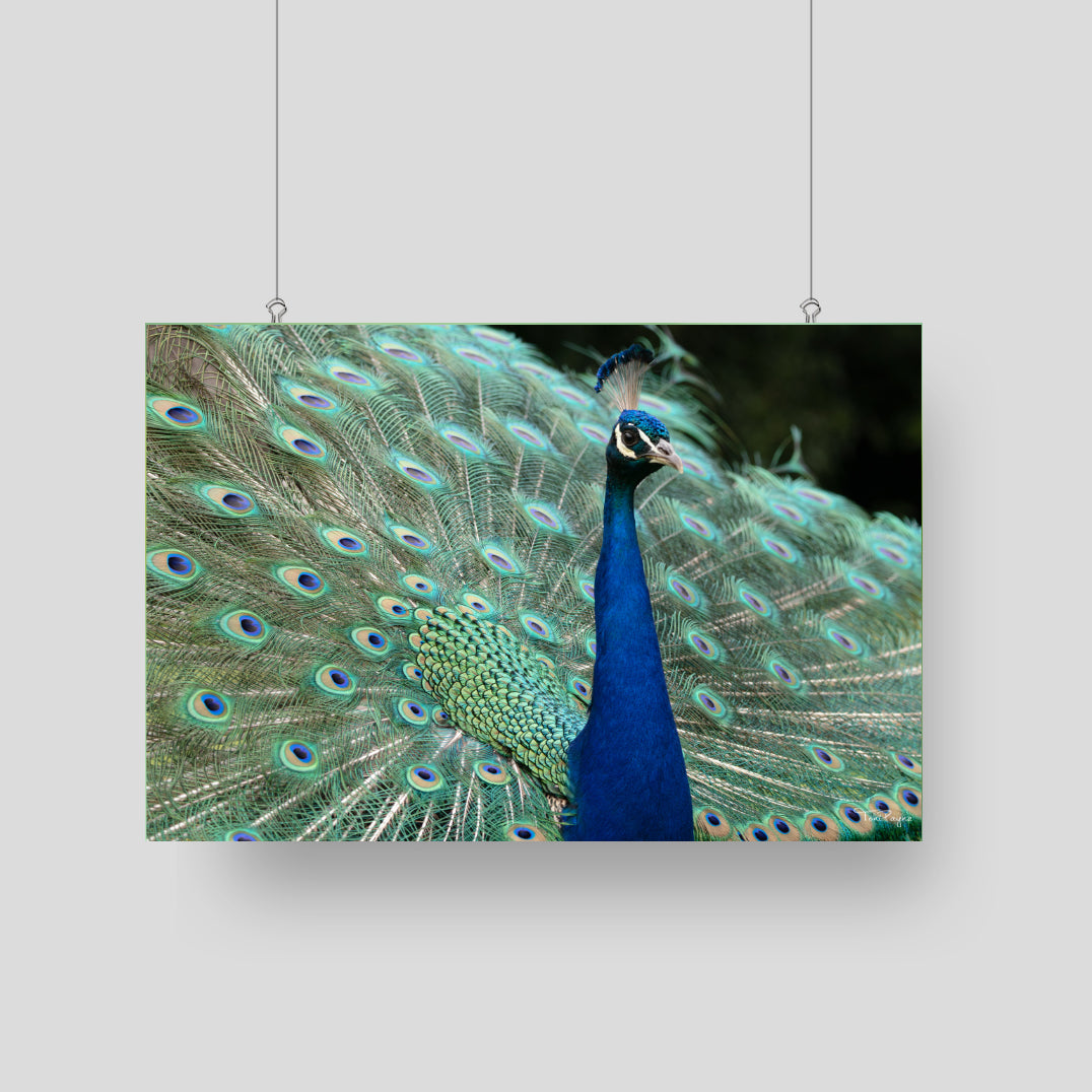Bird Photography | Peacock Nature and Wildlife Fine Art Photography Print Wall Art - Canvas, Photo, Fine Art Print - Interior Decor