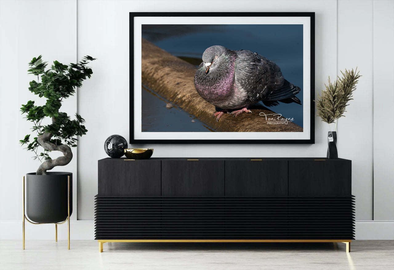 Bird Photography - Sleeping Rock Pigeon - Nature and Wildlife Fine Art Photography Print - Interior Decor Wall Art
