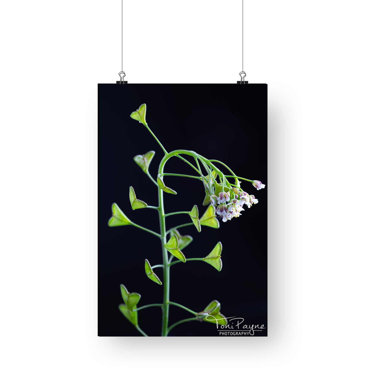 Nature Photography - Shepherd's Purse Flower - Fine Art Print - Wall Art - Photo, Fine Art, Metal, Canvas, Print, Interior Decor