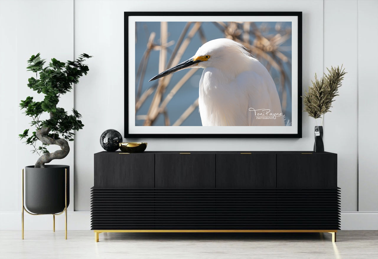 Bird Photography - Snowy Egret - Nature and Wildlife Fine Art Photography - Interior Decor Wall Art