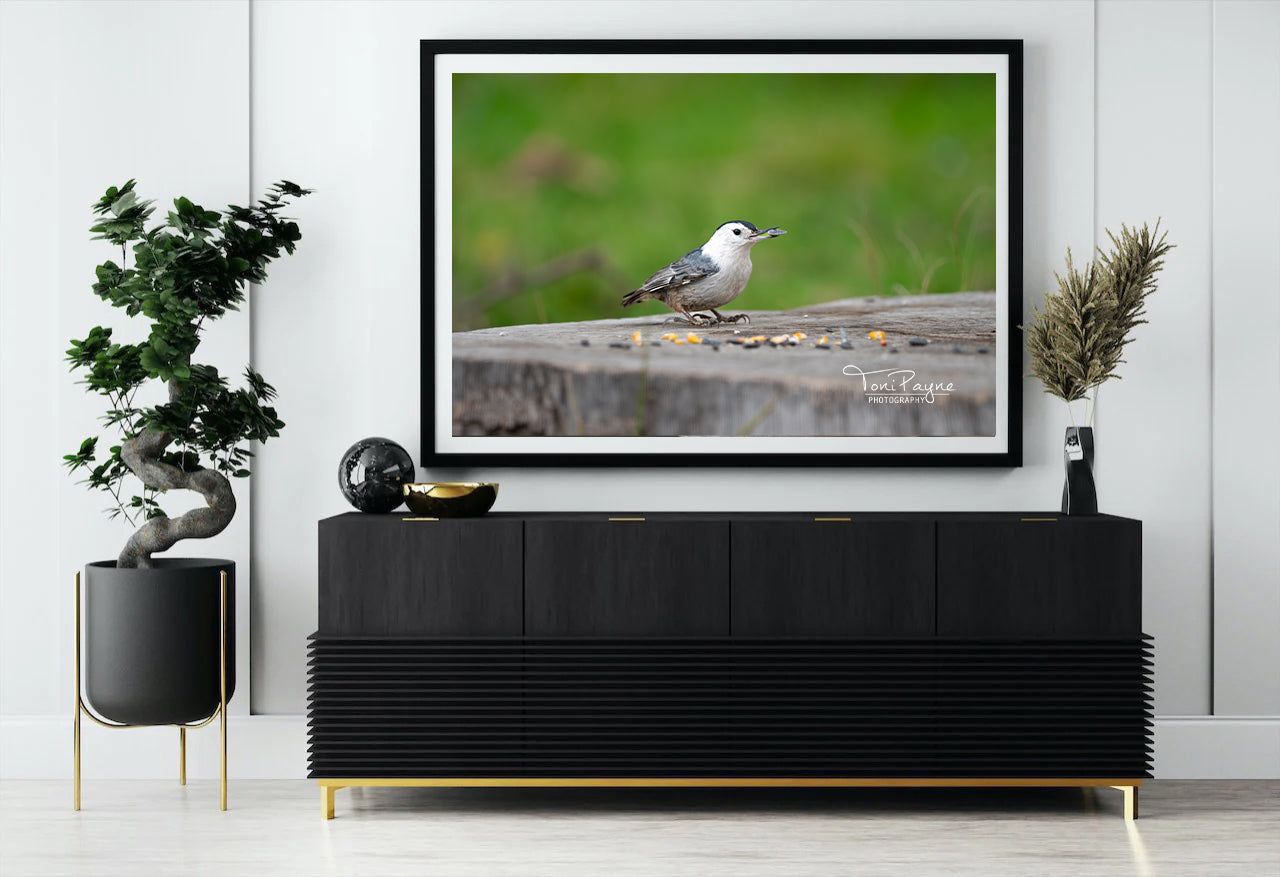 Bird Photography - White Breasted Nuthatch - Nature and Wildlife Fine Art Photography Print - Interior Decor Wall Art
