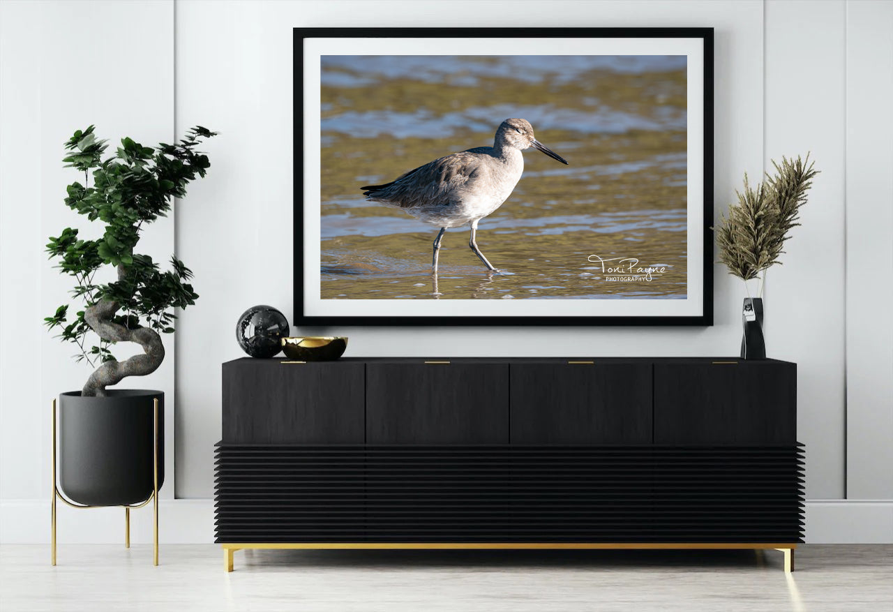 Bird Photography - Willet with Eyes Closed - Nature and Wildlife Fine Art Photography Print - Interior Decor Wall Art