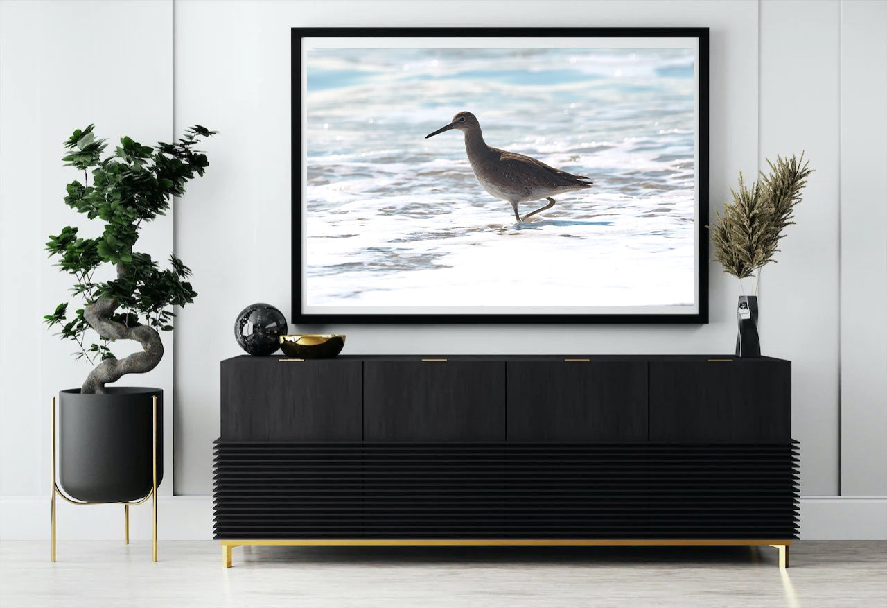 Bird Photography Print - Willet on the Beach - Nature and Wildlife Fine Art Photography Print - Interior Decor Wall Art