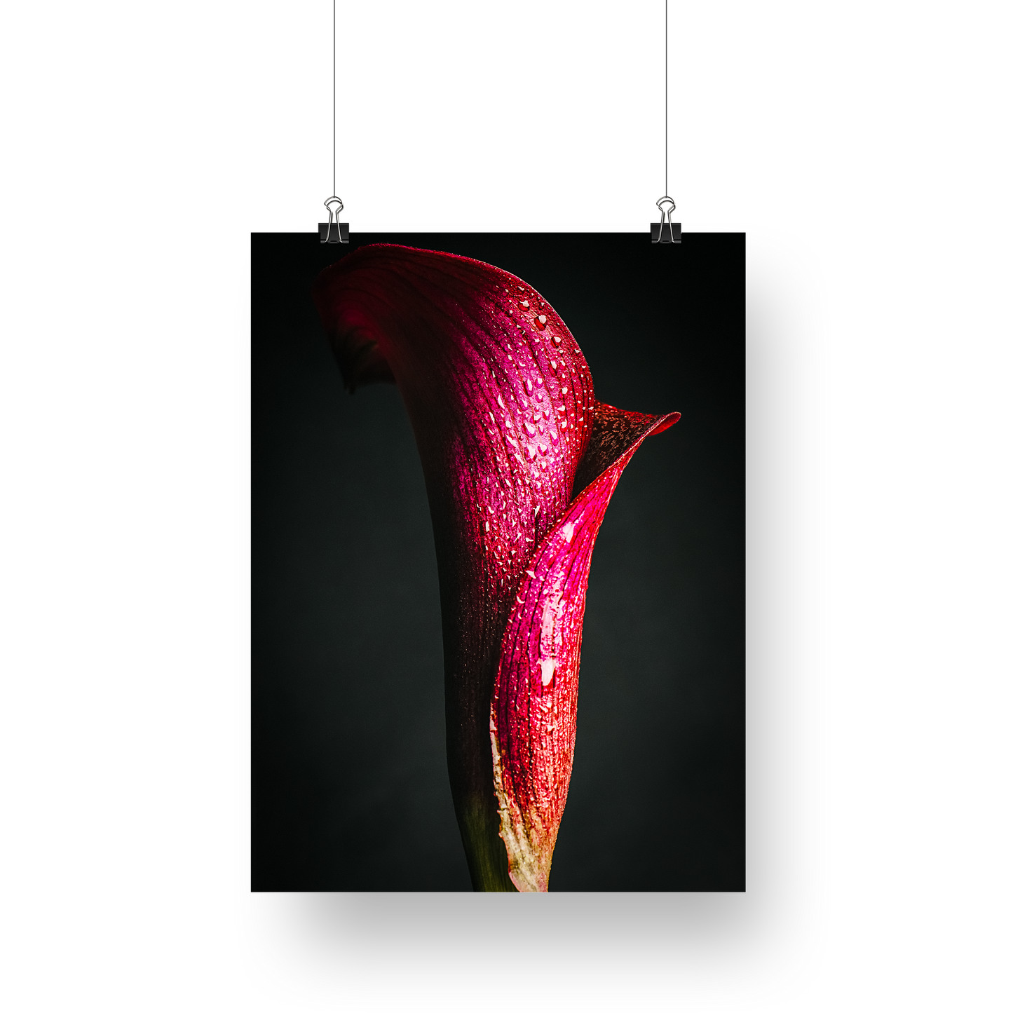 Flower Photography | Wine Flower | Wrap Me in Your Love | Fine Art - Wall Art Metal or Acrylic Print