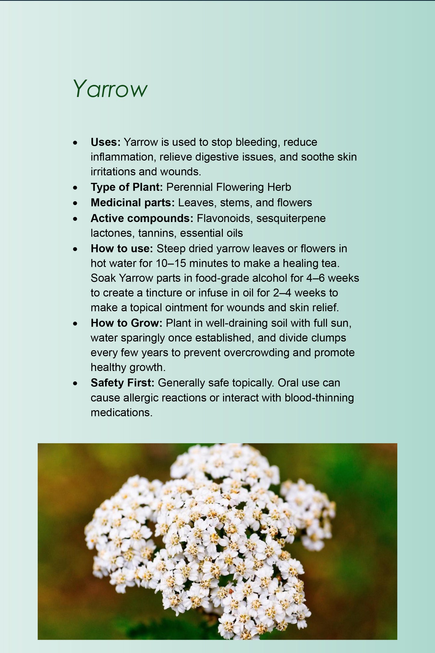 10 Healing Plants You Can Grow At Home