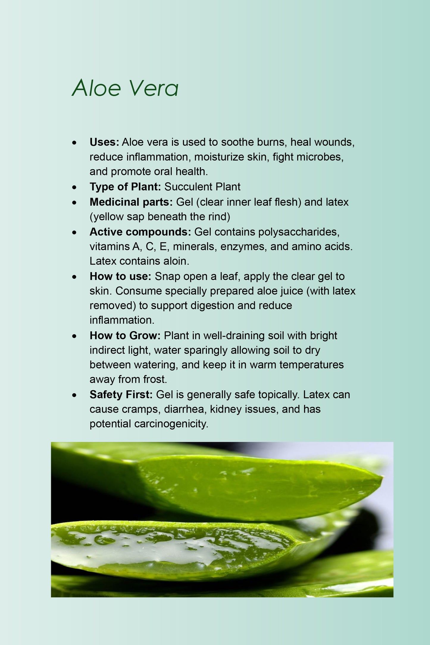 10 Healing Plants You Can Grow At Home