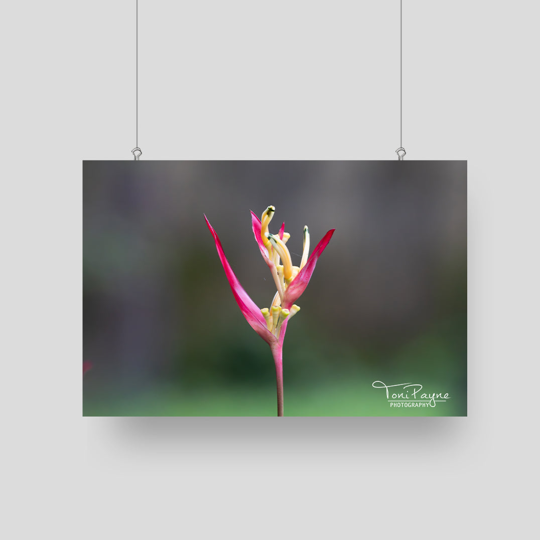 Nature Photography - Bird of Paradise -  Fine Art Photography - Interior Decor Wall Art