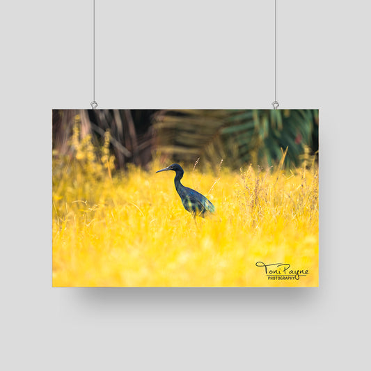 Bird Photography - Black Heron in Field - Nature and Wildlife  Fine Art Photography - Interior Decor Wall Art