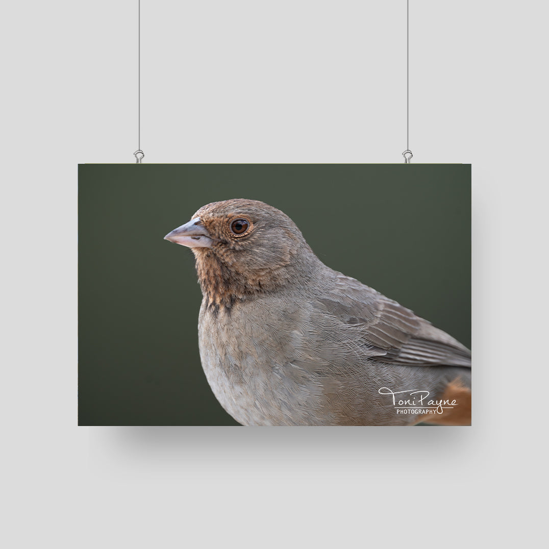 Bird Photography - California Towhee Portrait -  Nature and Wildlife  Fine Art Photography Print - Interior Decor Wall Art