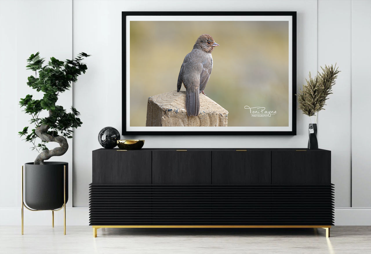 Bird Photography - California Towhee Side Look -  Nature and Wildlife  Fine Art Photography Print - Interior Decor Wall Art